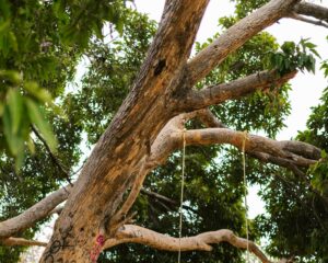 tree trimming Morayfield